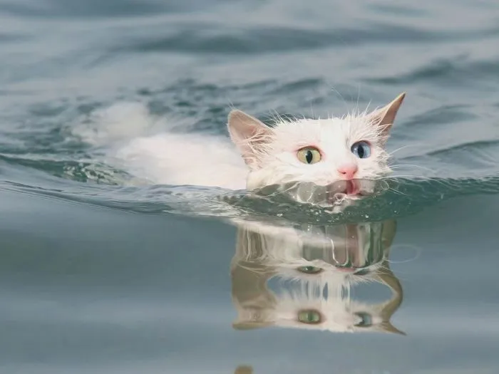 Неродная, но терпимая стихия для хвостатых пловцов