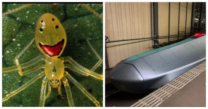 15 увлекательных фотографий поразительных вещей