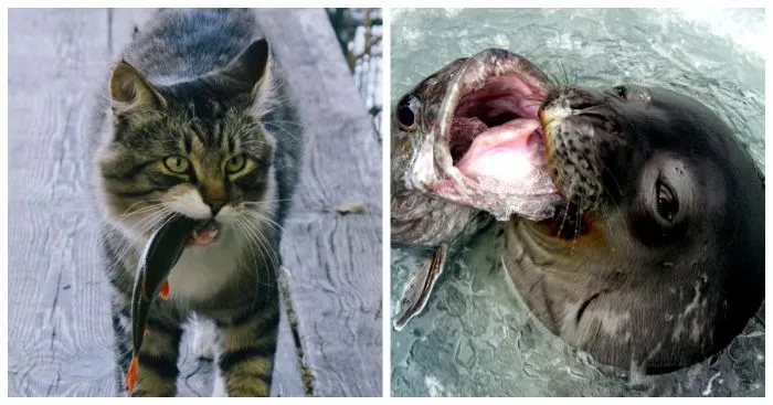 Ловкие рыбаки