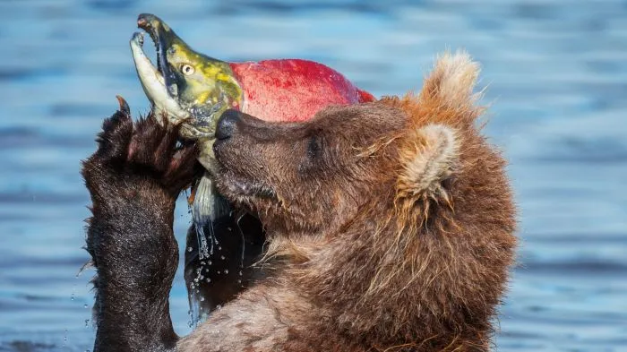 Ловкие рыбаки