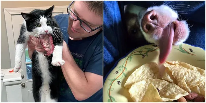 30 уморительных животных, которых поймали на воровстве