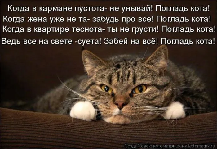 Без кота и жизнь не та