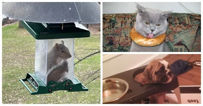 25 несчастных воришек еды, которым прилетела немедленная карма