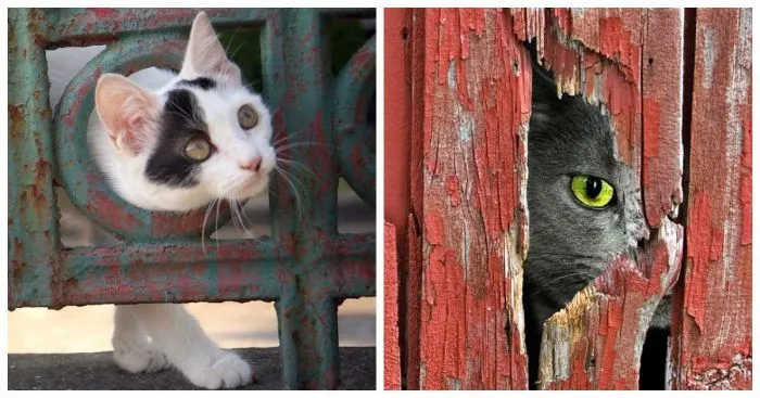 Просочиться и узнать: важная миссия котиков