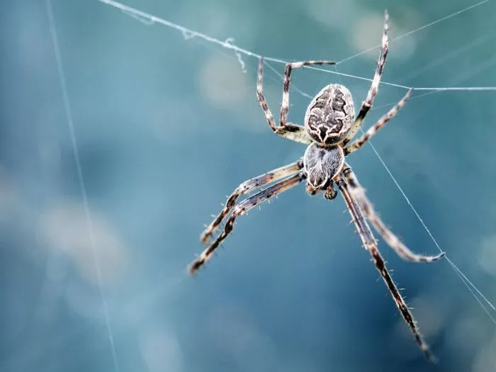 20+ самых странных научных экспериментов, в реальность которых сложно поверить