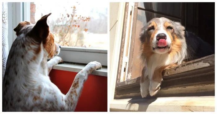 Трогательное концентрированное ожидание