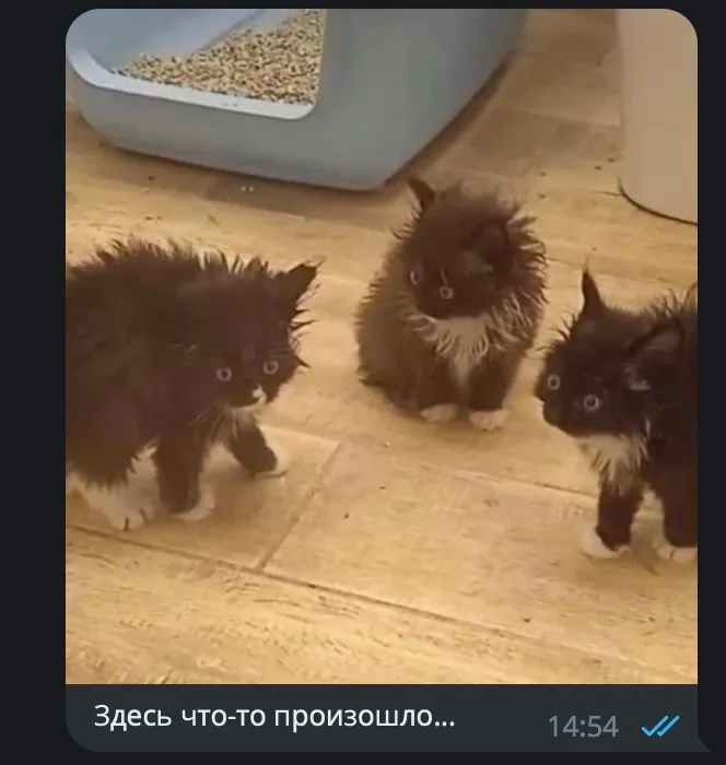 Скрины из соцсетей