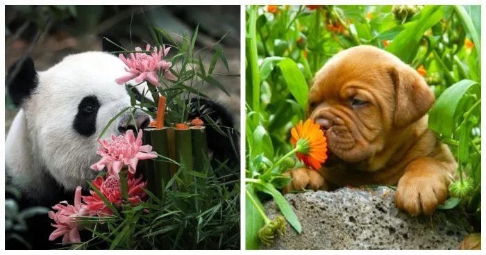 Цветочное настроение