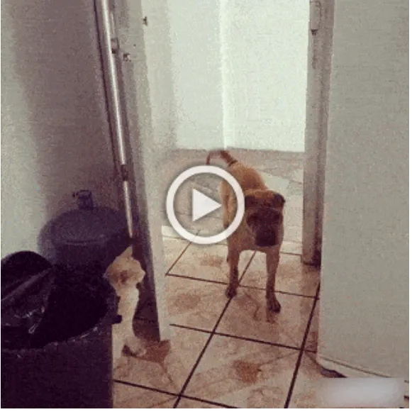 Просто гифки