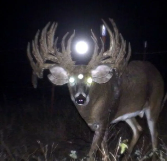 Аномальные рога: Почему рога копытных иногда искажаются в абсурдные и кривые формы?