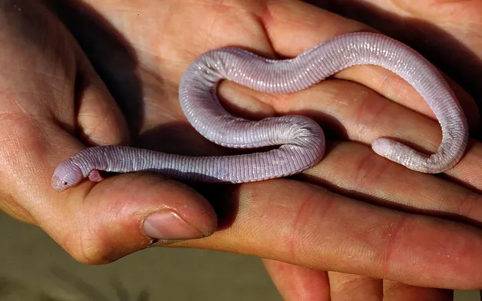 Червяк с ногами. 5 интересных фактов про айолотов