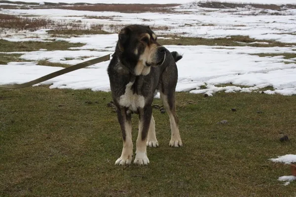 Тобет: Волкодавы Великой степи. Эти легендарные псы-защитники из Казахстана — гордость кочевого народа
