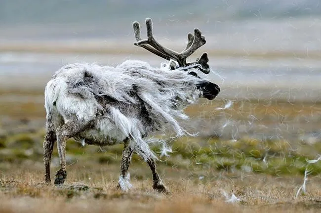 Как линяют домашние (и не только) животные? Объясняем тему вплоть до гормонального уровня!