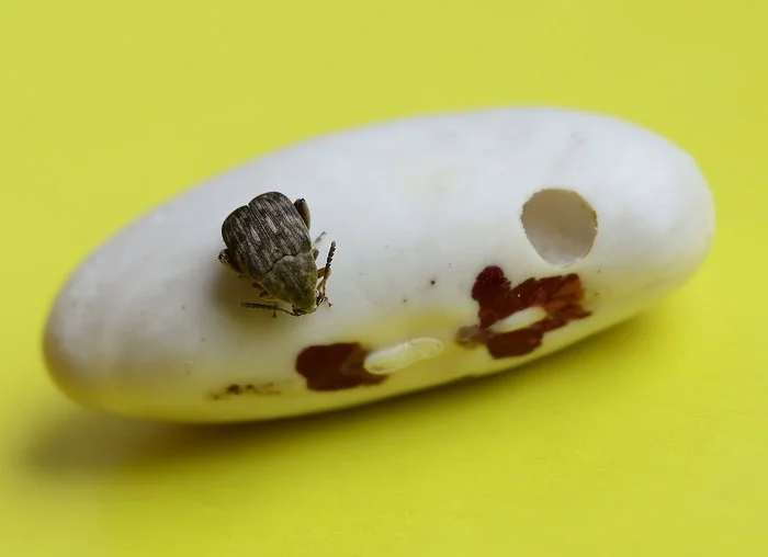 Фасолевая зерновка: Увидели эти дырочки на своей фасоли? Срочно выбрасывайте её! Жук, который превращает бобы в труху и наполняет гадостями