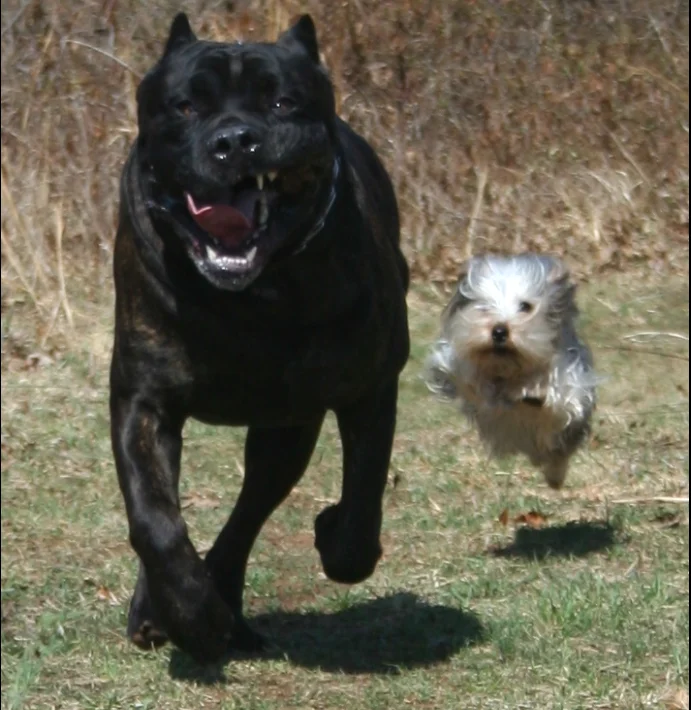 Запутанная история приручения собак: Последние исследования навели такой хаос, что не разгребёшь