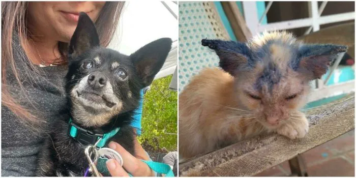 30 трогательных фото животных, которым подарили новую жизнь