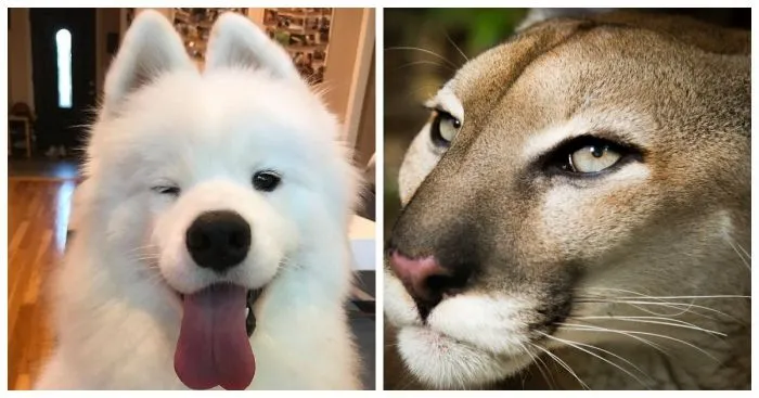 Искусство флирта от четвероногих, пушистых и пернатых