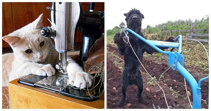 Помощники, которые всегда рядом