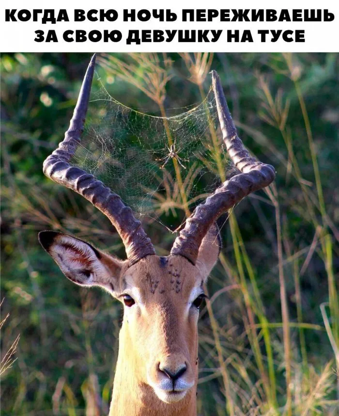 Слишком рогатый пост: всё об изменах