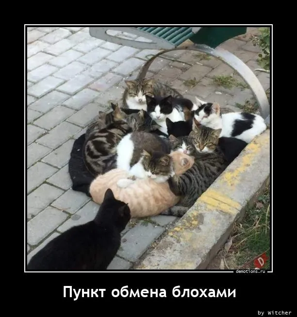 Демотиваторы