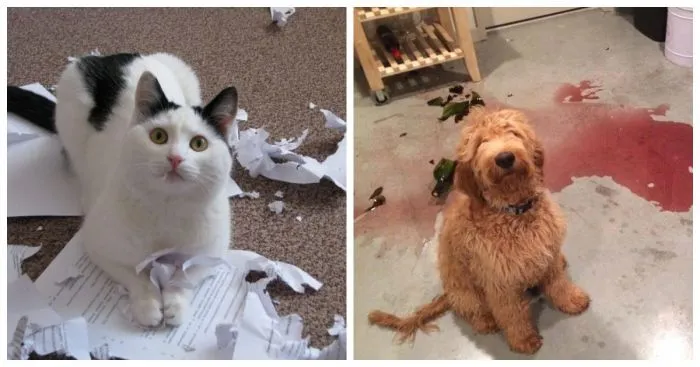 Этот неловкий момент: питомцы, которых застали врасплох