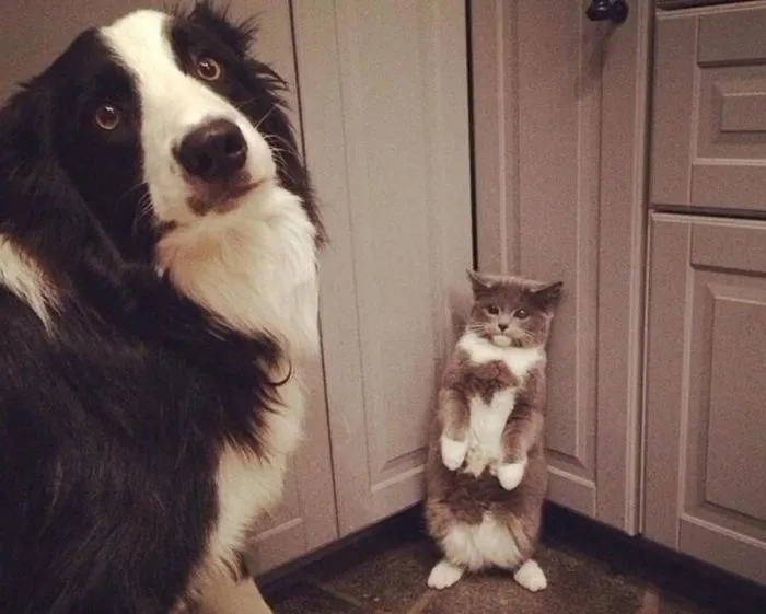 Этот неловкий момент: питомцы, которых застали врасплох