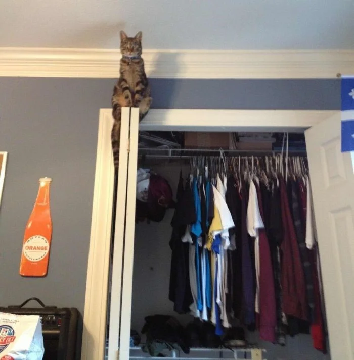 Шпионские котоштучки