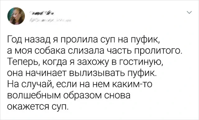 Подборка забавных твитов о животных