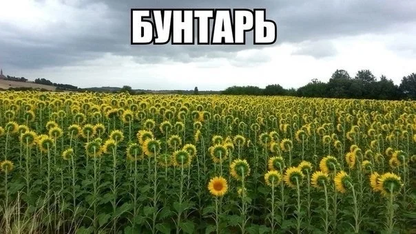 Нестандартный юмор :)