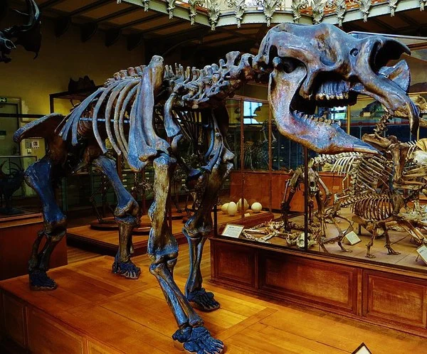 Дипротодон: Крупнейшее сумчатое в истории планеты. Монстр размером с носорога, которого уничтожили австралийские аборигены