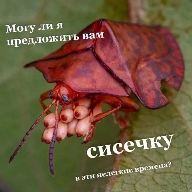 Картинки