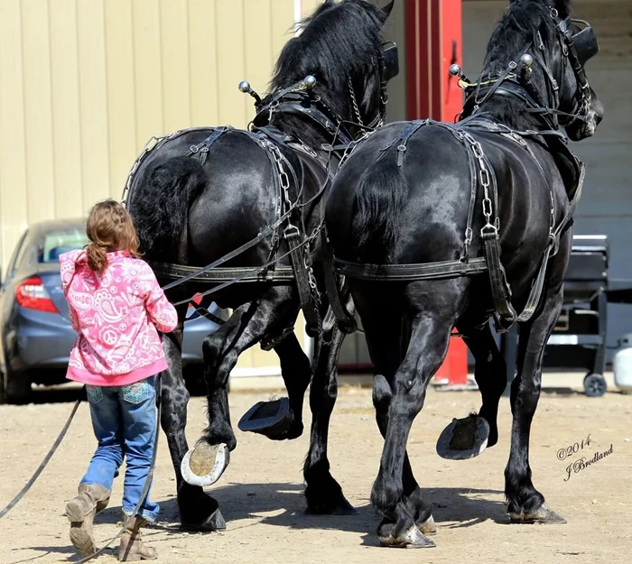 Першерон: Титанические кони, в существование которых сложно поверить. Для чего нужны великаны 1200 кг+?