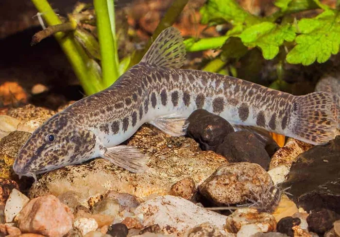 Обыкновенная щиповка: Маленькая рыбка устроила генетический хаос, и теперь половина популяции способна клонировать самих себя