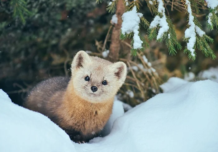Кидас: Легенда уральских охотников. Существует ли в реальности гибрид куницы и соболя?