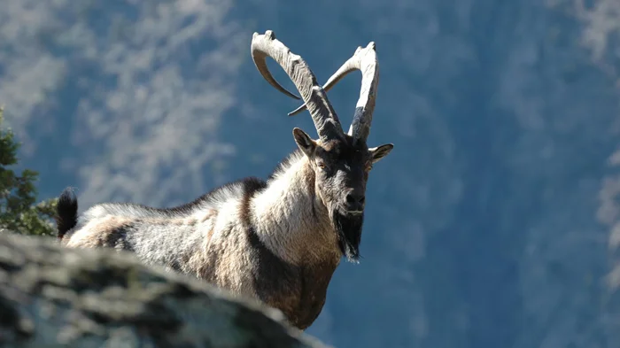 Безоаровый козёл: Рога-ятаганы и смертельные дуэли. Это дикий отец наших домашних коз. Как он живёт в наши дни?