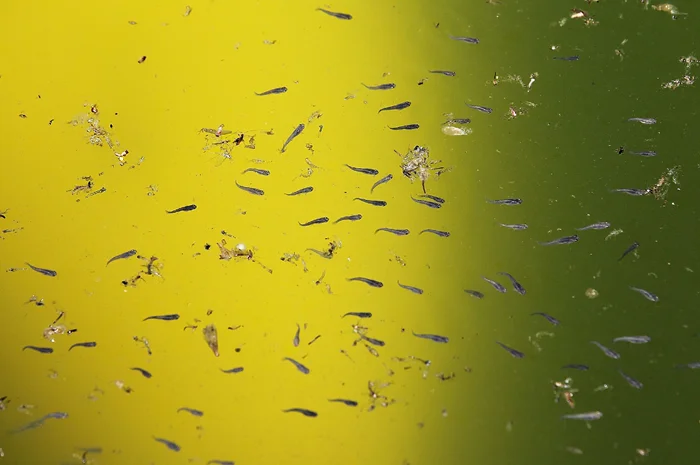 Тайны рыбьей миграции: когда и почему рыбы путешествуют