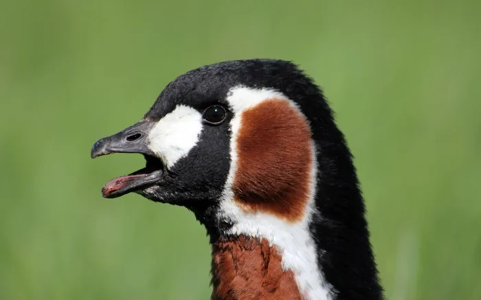 Тайны краснозобых казарок: соседство, вызывающее вопросы с совами и канюками