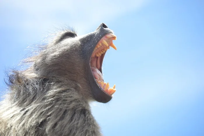 Обезьяньи уроки: Чему могут научить нас медвежьи павианы в семейных отношениях