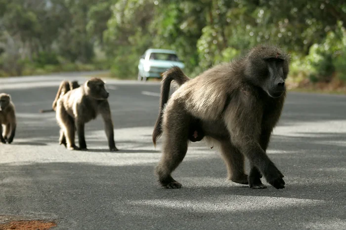 Обезьяньи уроки: Чему могут научить нас медвежьи павианы в семейных отношениях