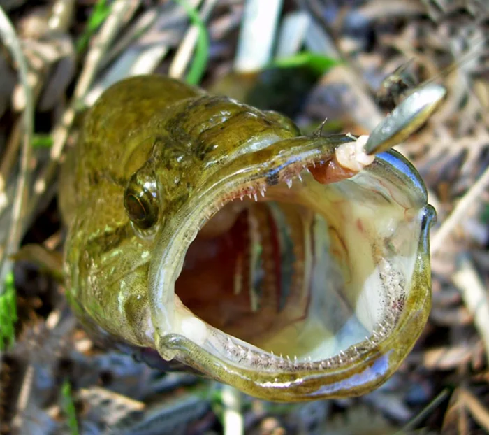 Рыба-хищник: Как ротан меняет экосистемы водоемов