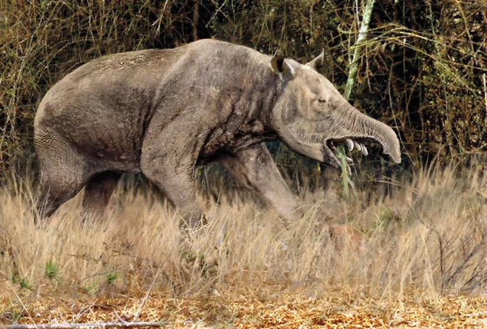 Пиротерий: Загадочный «Слон», который не связан со слонами