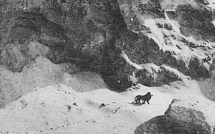 Трагическая история последнего берберийского льва