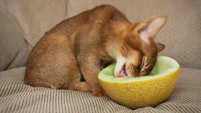 Котики-гурманы с неожиданными вкусовыми привычками