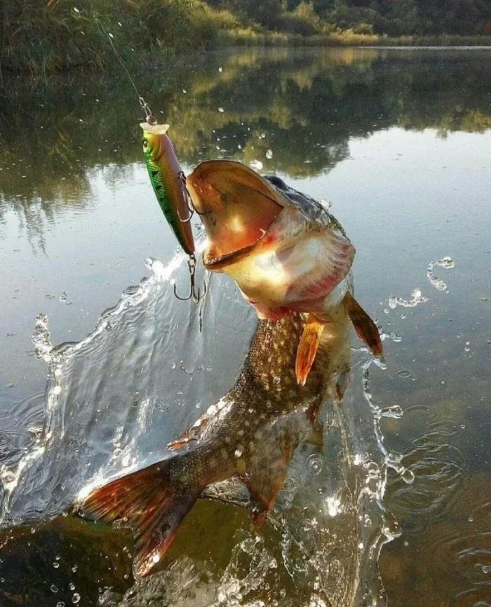 Всё вразнобой