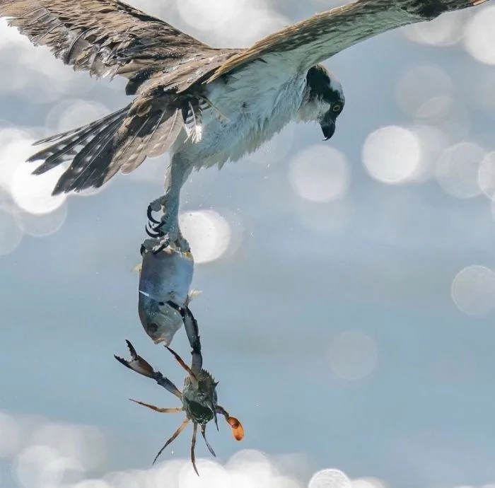 Всё вразнобой