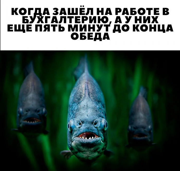 Бухгалтерия — пятый всадник апокалипсиса