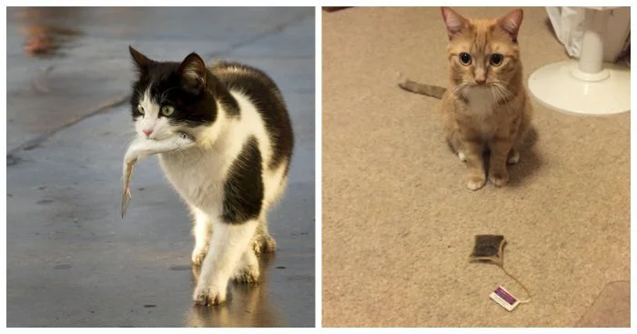 Неожиданные, но очень приятные презенты от котиков