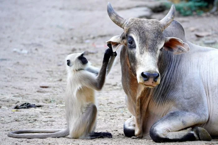 Всё вразнобой