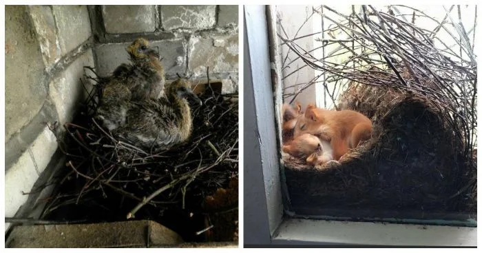 Неожиданные соседи в обычных домах