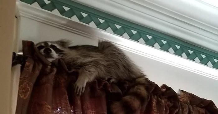 Неожиданные соседи в обычных домах